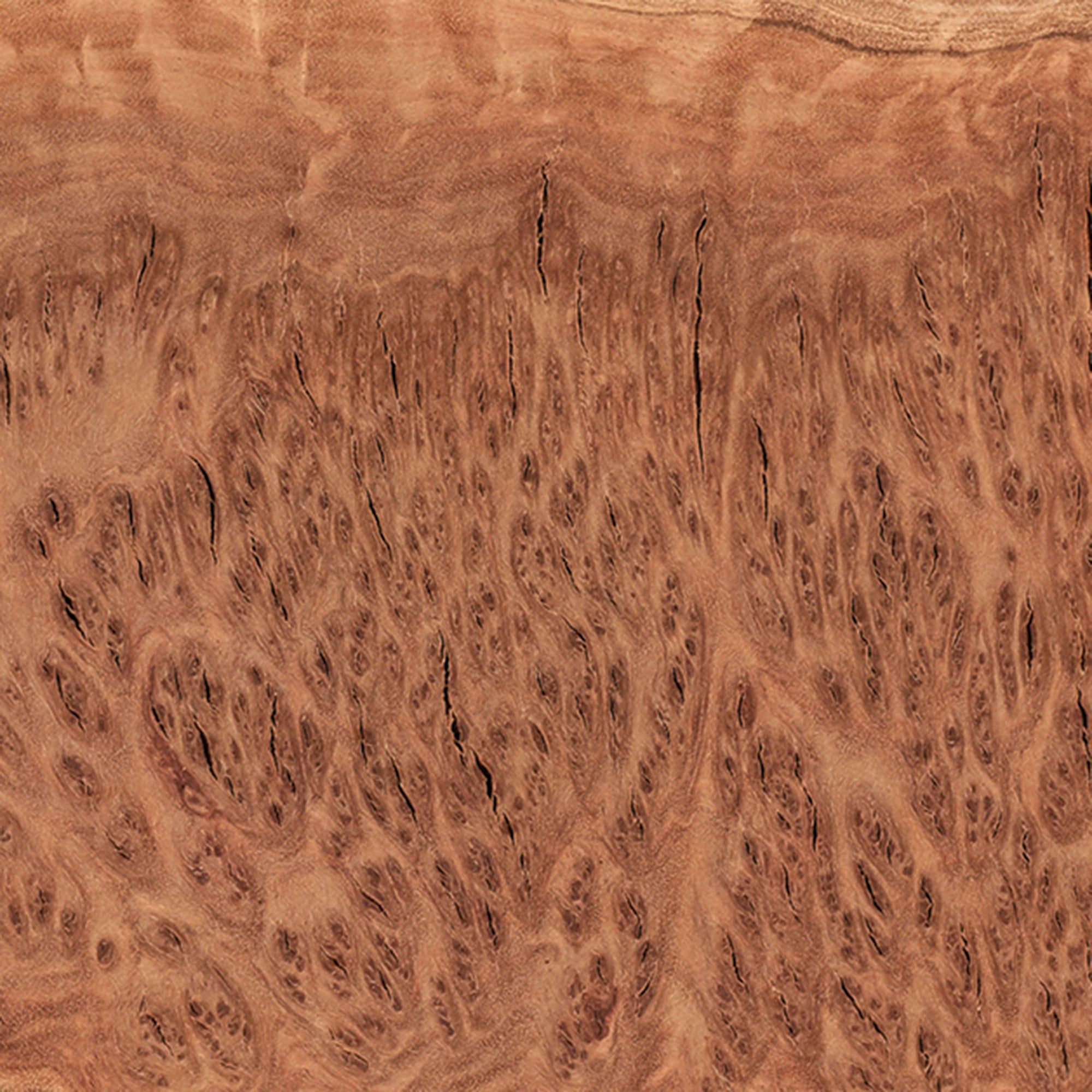 Australian Red Coolibah Burl Cap - 1 kg – 2 kg alt 0