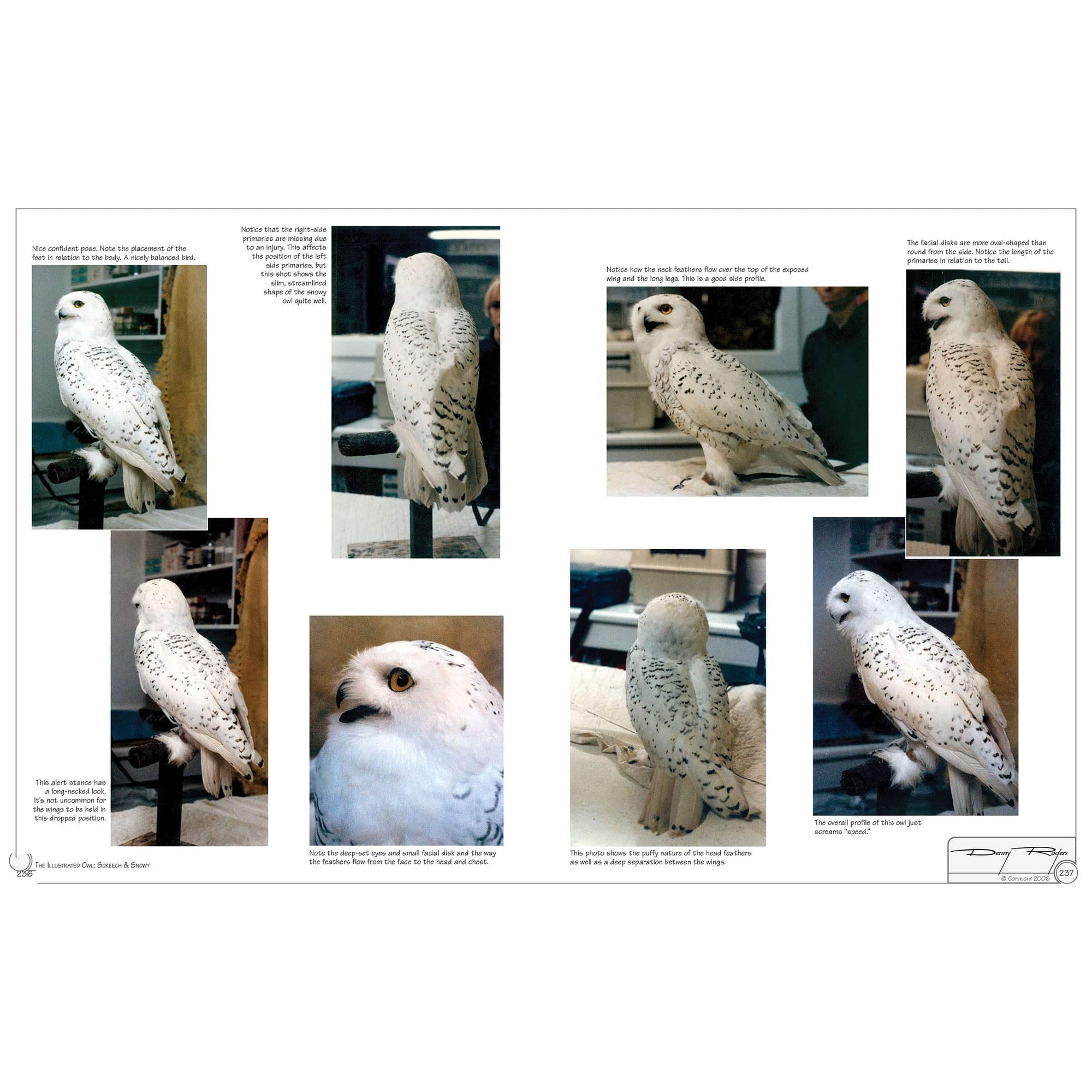 Illustrated Owl - Screech & Snowy: the Ultimate Reference for Bird Lovers, Woodcarvers, and Artists alt 0