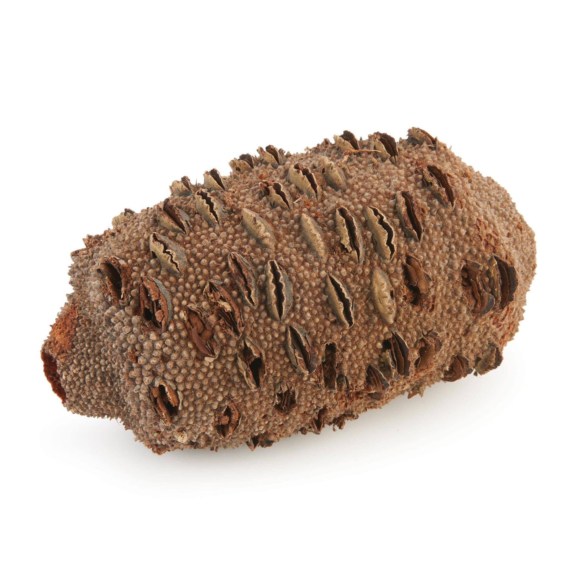 Banksia Pod - Medium alt 0